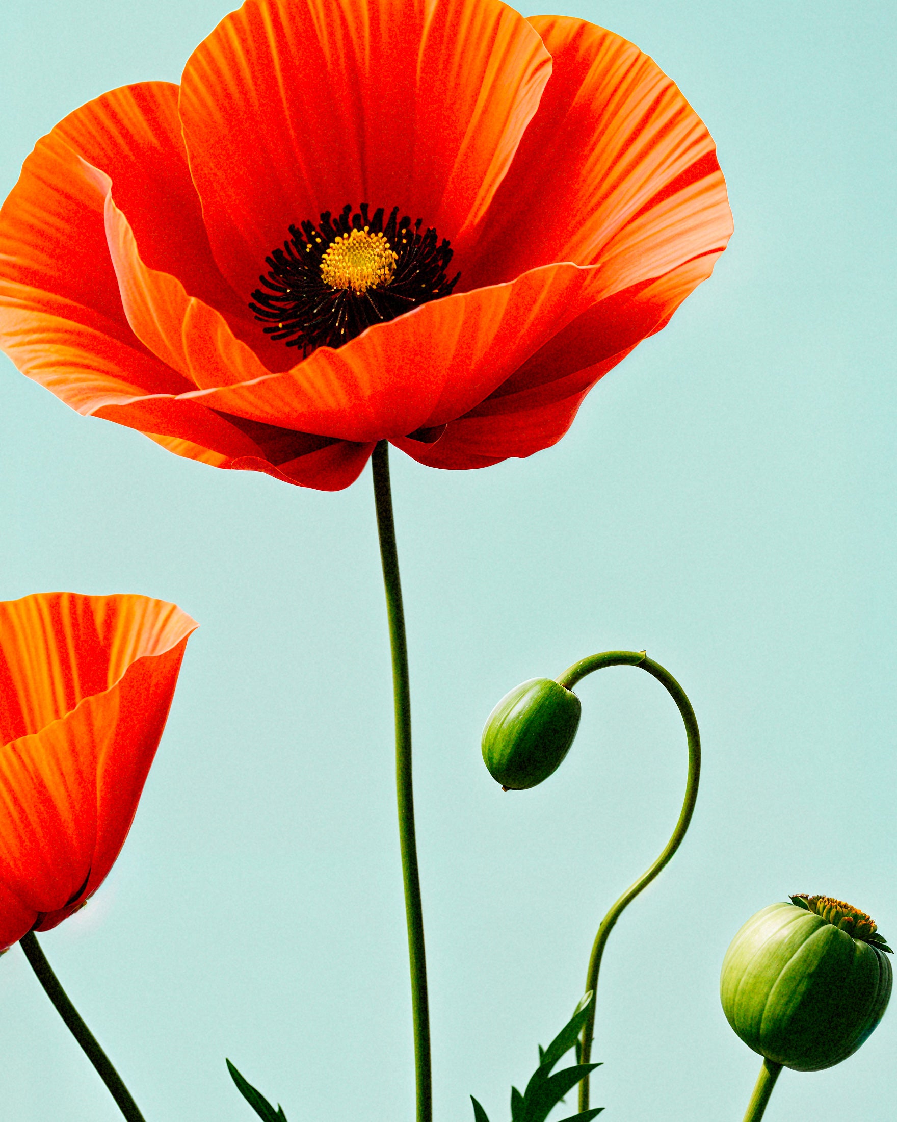 Poppies 02 – Art Print