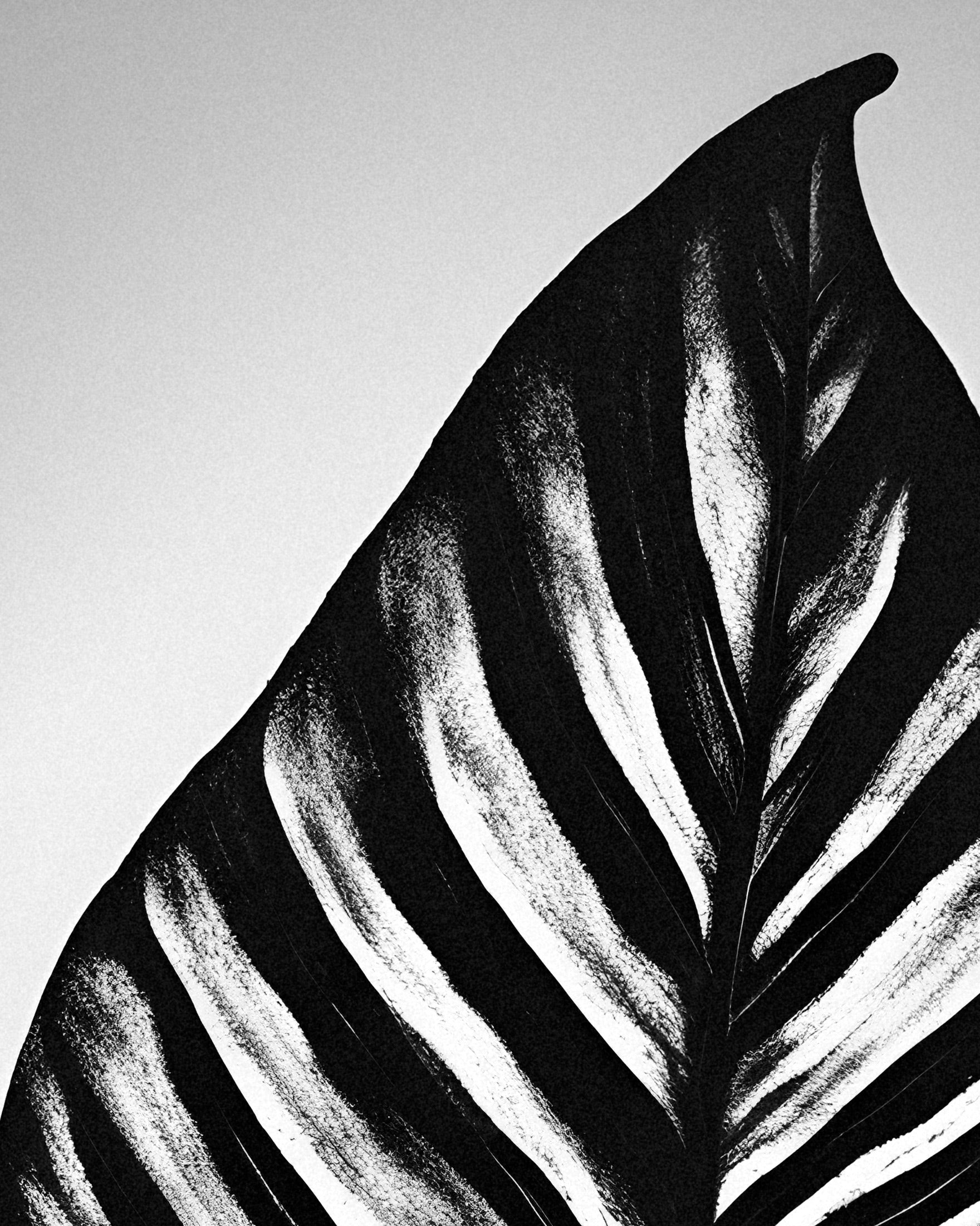 A Leaf – Art Print