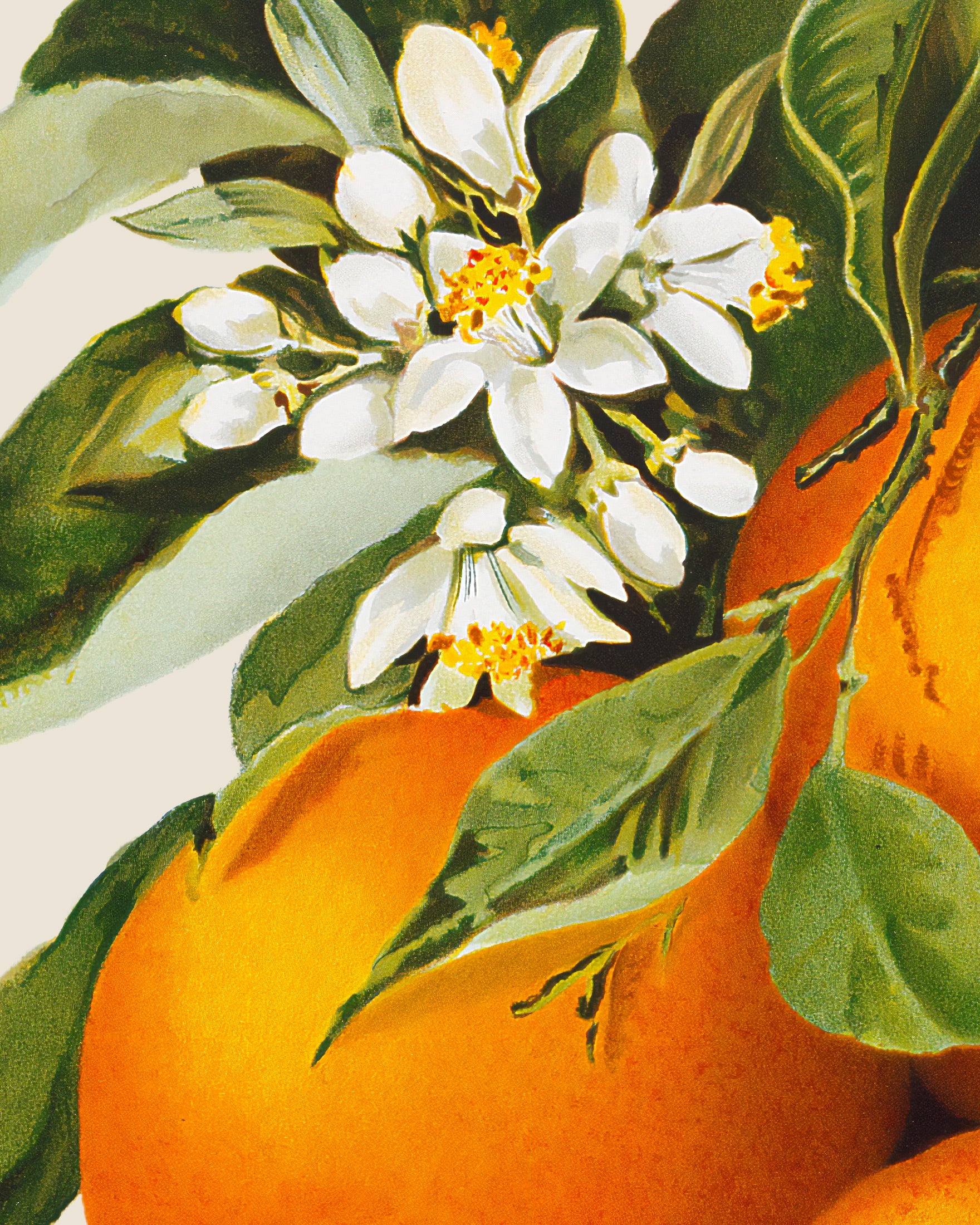 Oranges Art Print