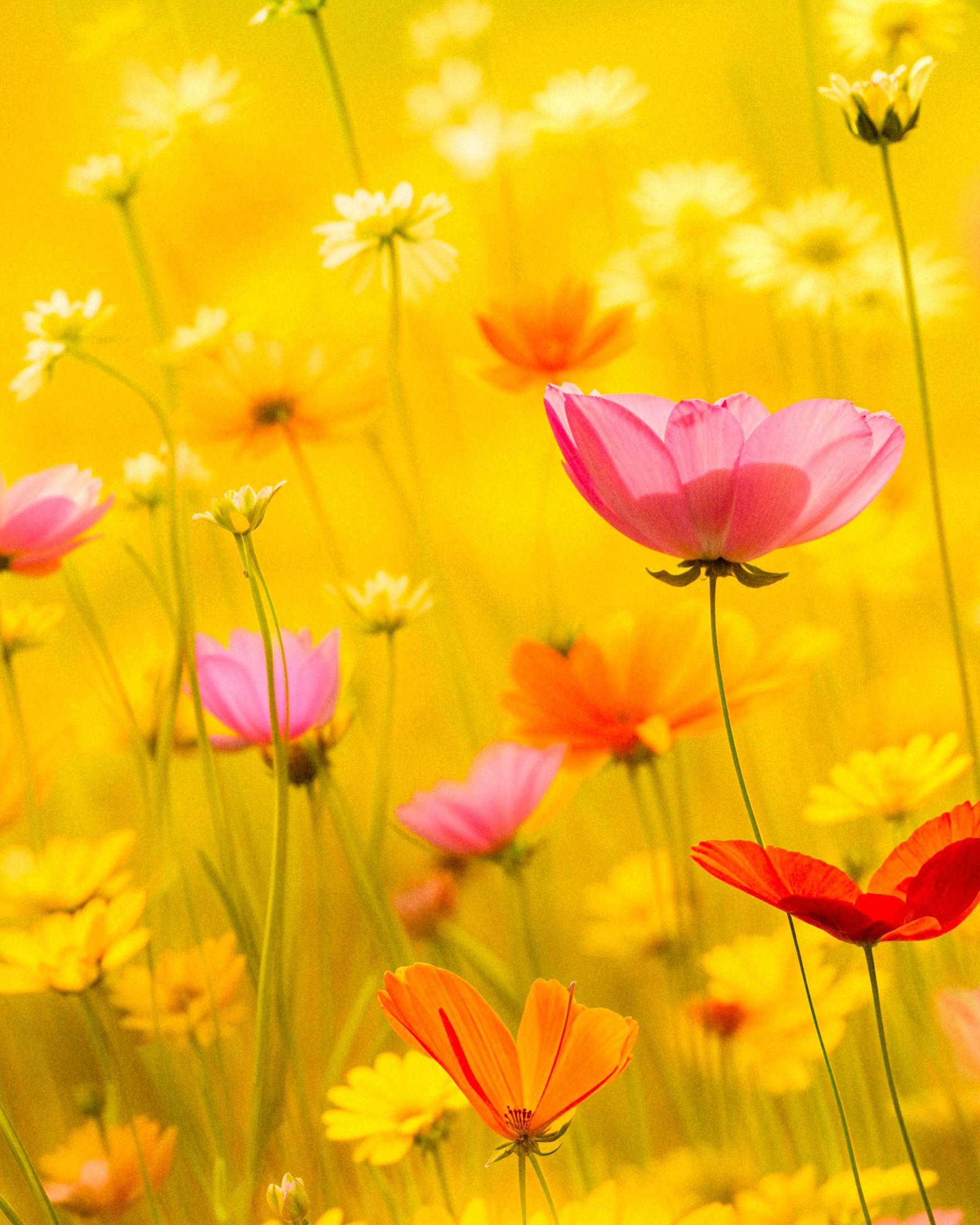 Summer poster, flowers