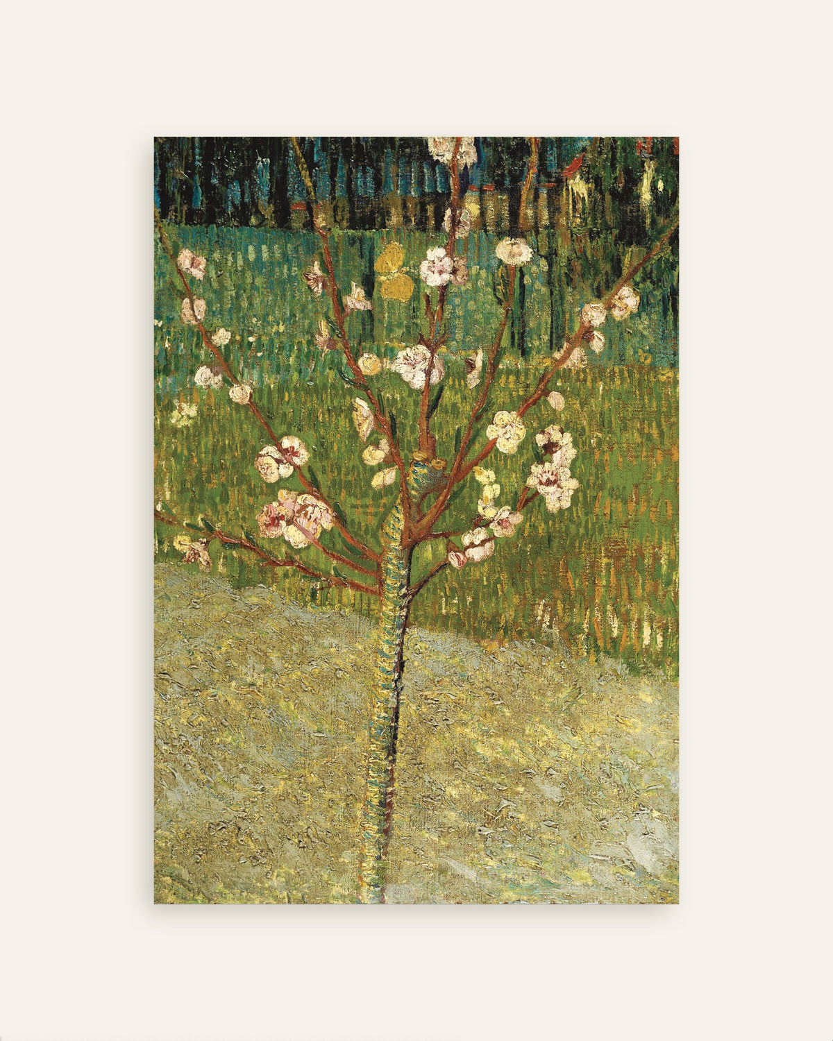 Poster of Almond Tree in Blossom (1888) by Vincent van Gogh, thumbnail