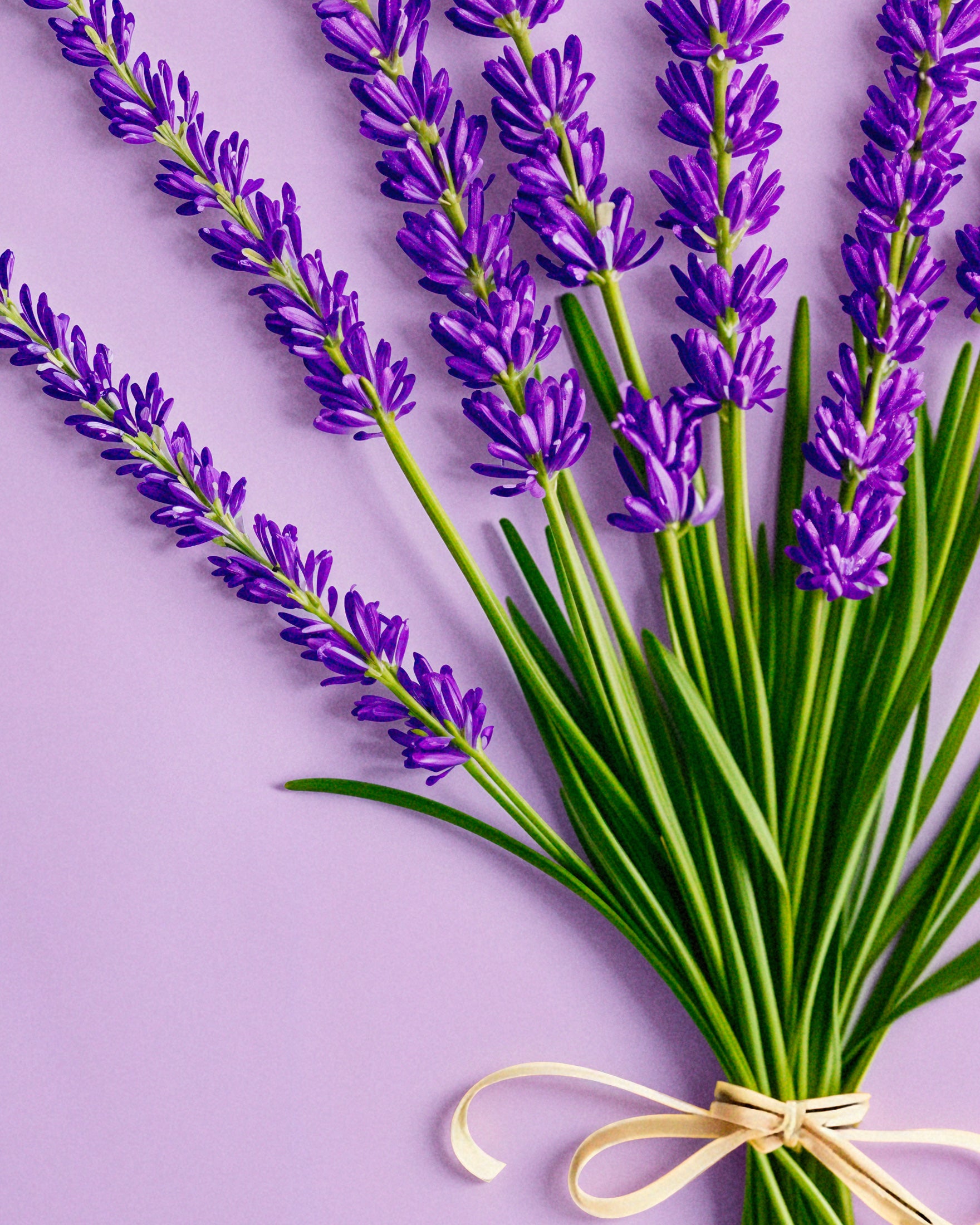 Lavender from Provence - Poster