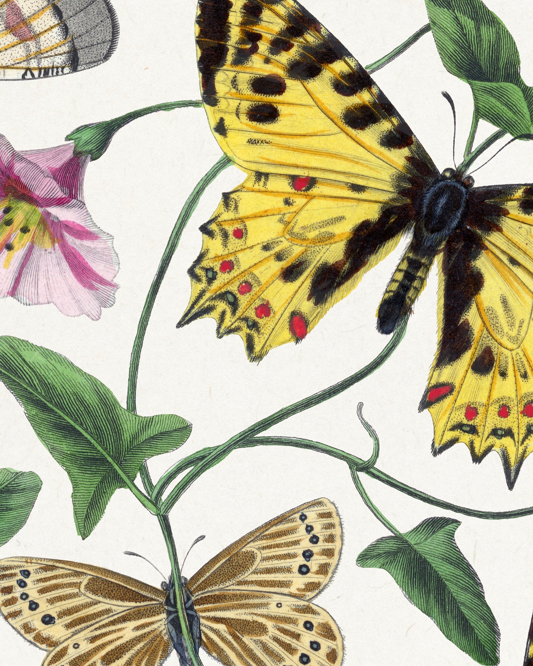 Vintage Butterflies Print, Classic Artwork