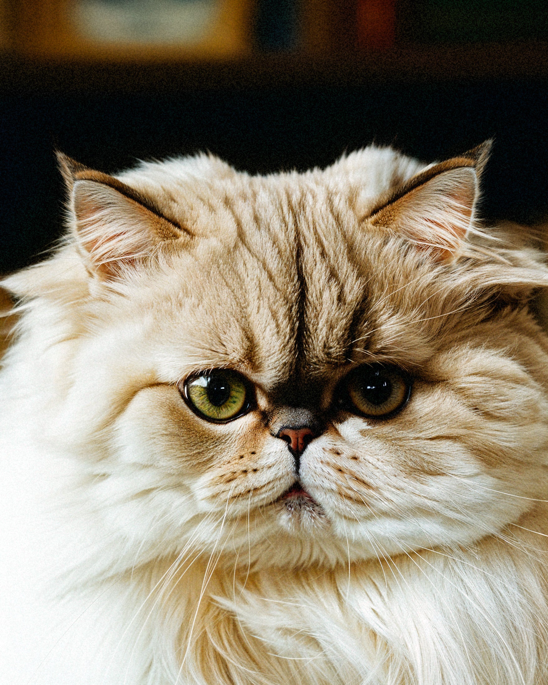 Persian Cat Print - Wall Art