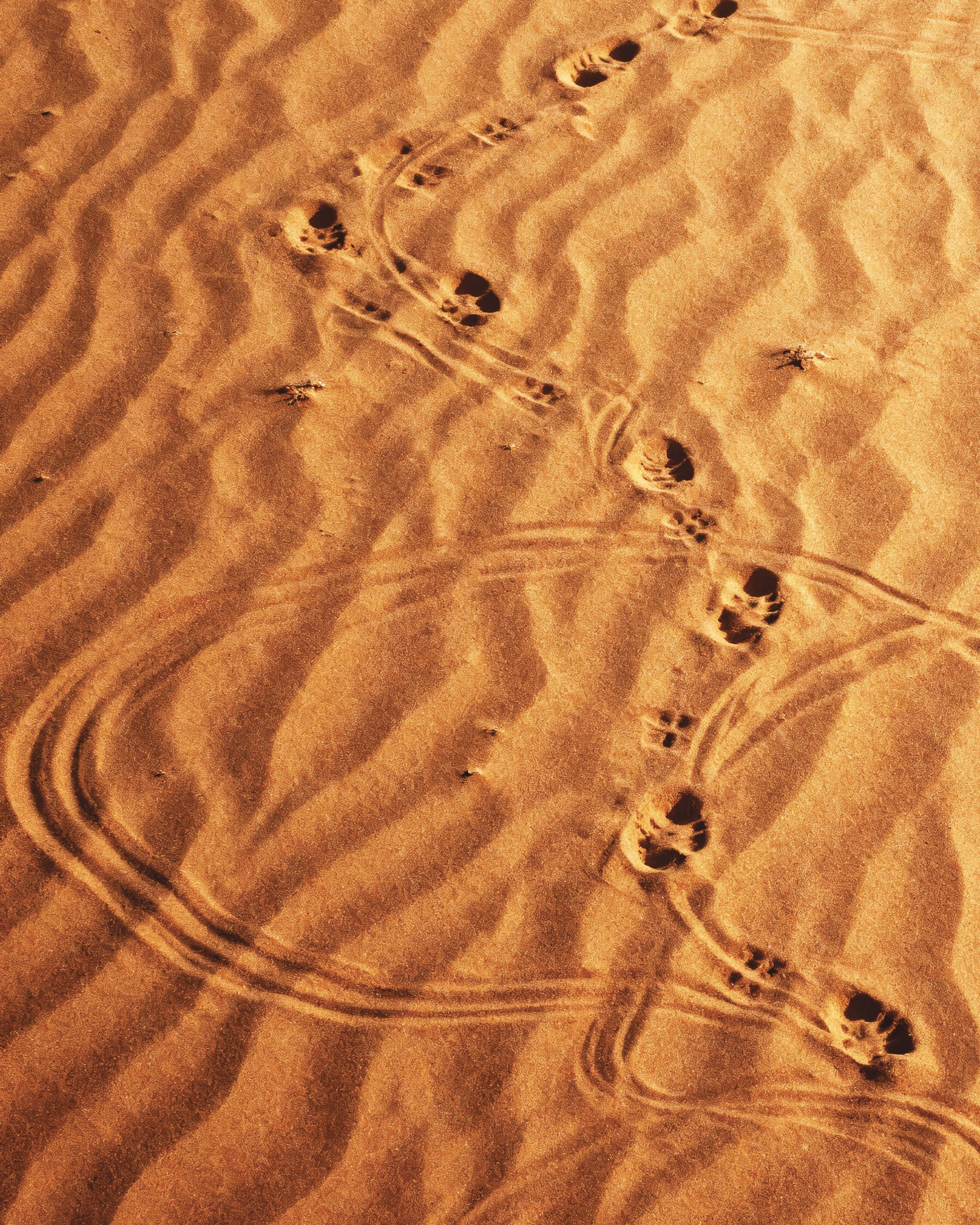 Dune Sandwalk, Desert footsteps art print